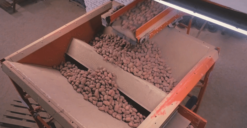 Сортируем мытую картошку на складе